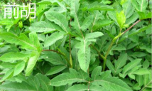 紫花前胡和前胡的区别