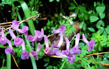 小众送妈妈的花有哪些花