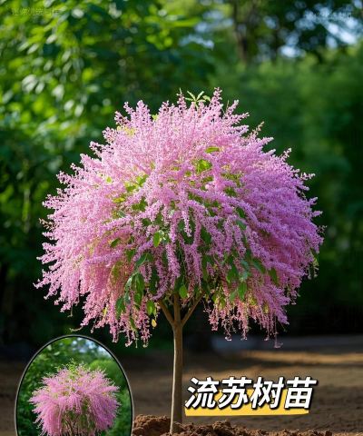 小众送妈妈的花有哪些花