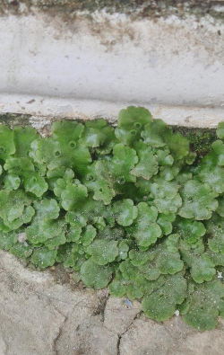 小众送妈妈的花有哪些花