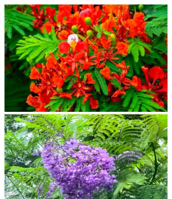 小众送妈妈的花有哪些花