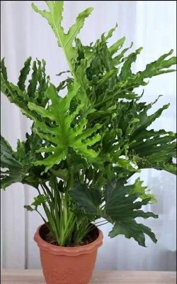 小众送妈妈的花有哪些花