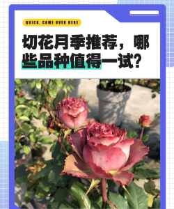 小众送妈妈的花有哪些花