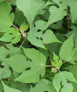 小众送妈妈的花有哪些花