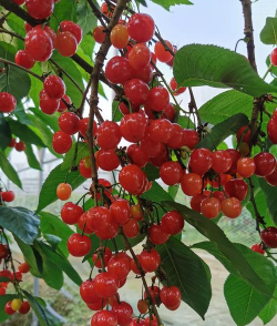 小众送妈妈的花有哪些花