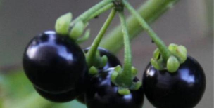 小众送妈妈的花有哪些花