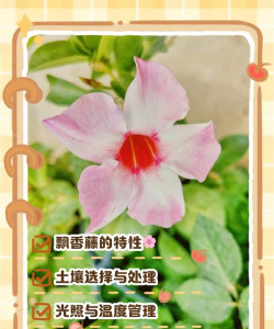 小众送妈妈的花有哪些花