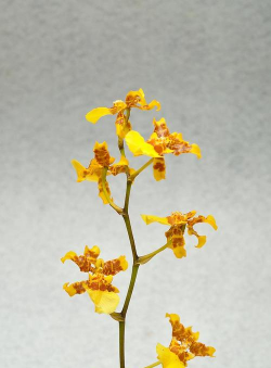 小众送妈妈的花有哪些花