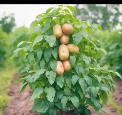 小众送妈妈的花有哪些花