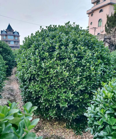 黄杨球和海桐球的区别