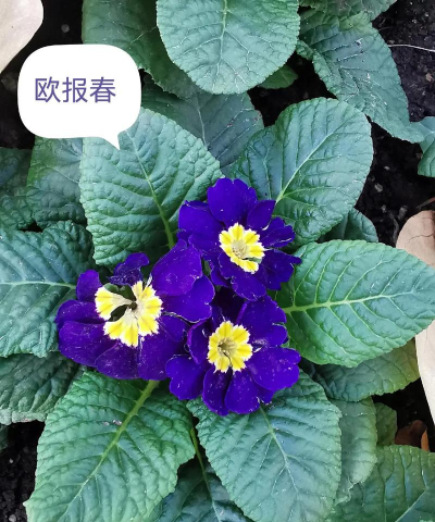 小众送妈妈的花有哪些花