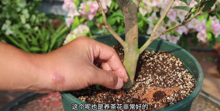 小众送妈妈的花有哪些花