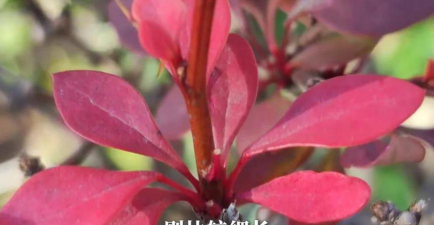 小众送妈妈的花有哪些花