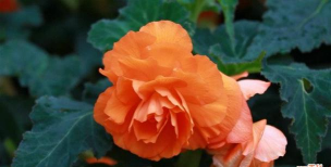 球根海棠和四季海棠的区别