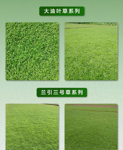 结缕草和马尼拉草的区别