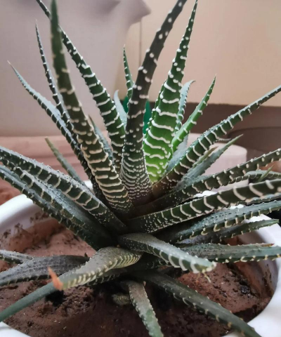 小众送妈妈的花有哪些花