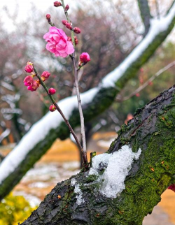 小众送妈妈的花有哪些花