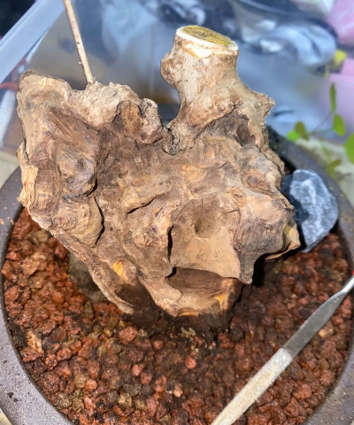 黄栌与毛黄栌区别