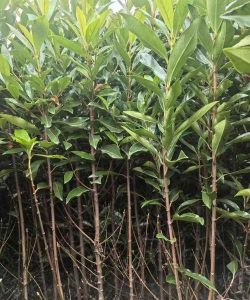 法国冬青和冬青的区别