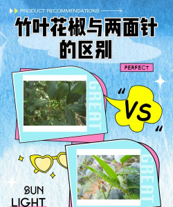 竹叶花椒与花椒区别