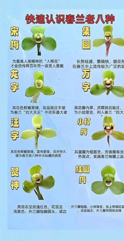 小众送妈妈的花有哪些花