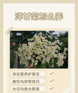 小众送妈妈的花有哪些花