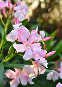 小众送妈妈的花有哪些花