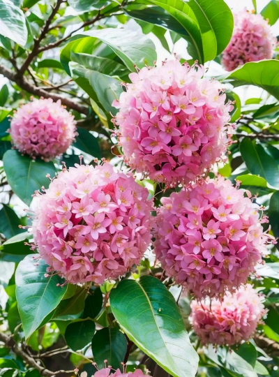 小众送妈妈的花有哪些花