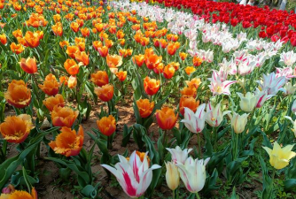 小众送妈妈的花有哪些花