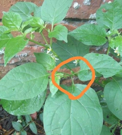 少花龙葵和龙葵的区别