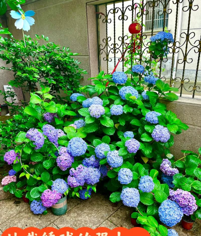 小众送妈妈的花有哪些花