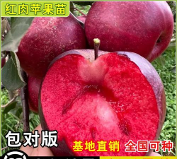 苹果苗品种介绍（红肉苹果苗、红心苹果苗）