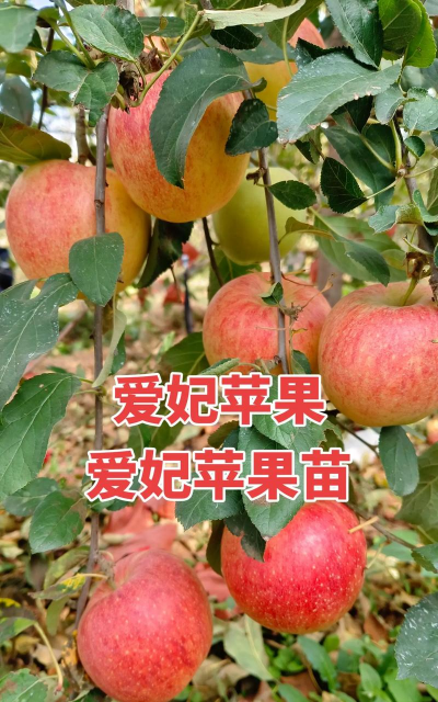 新品种苹果苗介绍