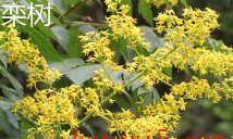 小众送妈妈的花有哪些花