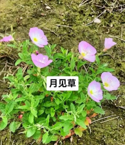 月见草和蔓越莓的区别