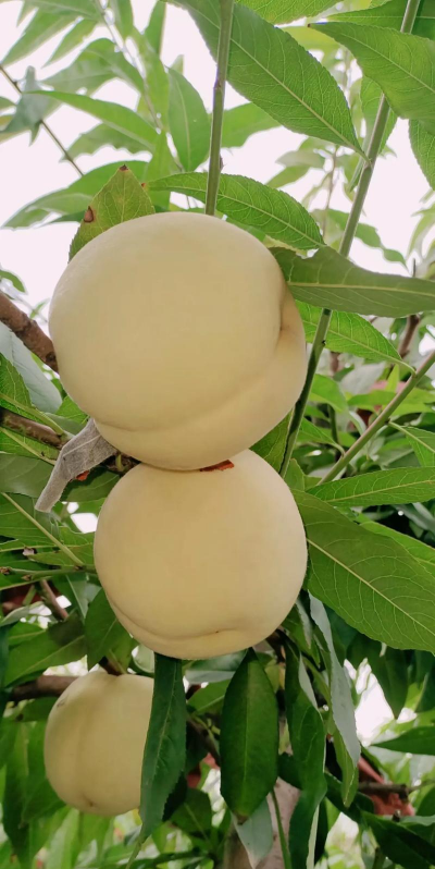 雪桃适合在哪个省栽培