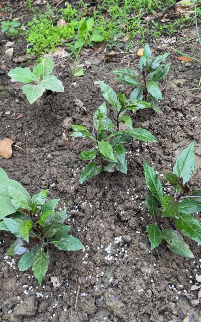 紫背天葵和血皮菜区别