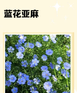 小众送妈妈的花有哪些花