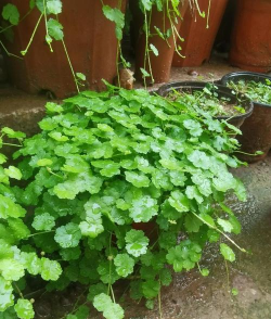 天胡荽和积雪草区别