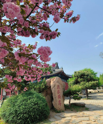 山东泰安有哪些花