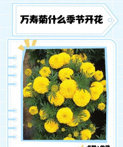 万寿菊的花期是什么时候，几点开花