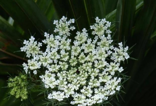 西洋蓍草和益母草有什么区别