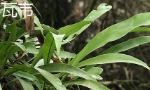 石苇和瓦韦的区别