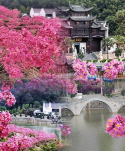 鹤山公园花有哪些