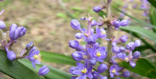 山菅兰和山麦冬的区别