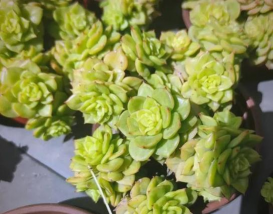 小众送妈妈的花有哪些花