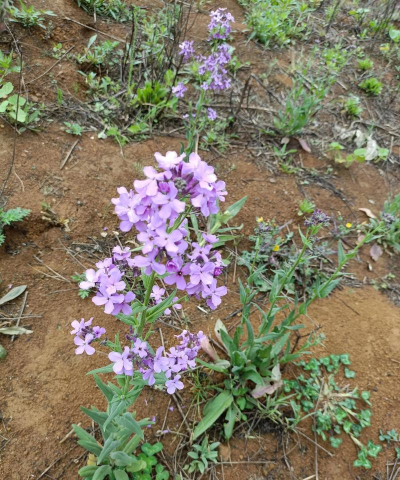 小众送妈妈的花有哪些花