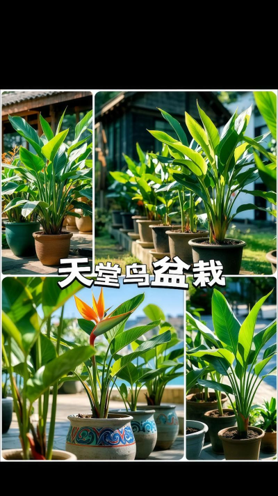 天堂鸟植物叫什么