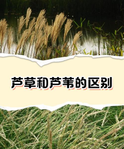 白茅和芦苇的区别