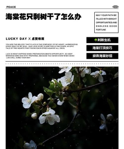 小众送妈妈的花有哪些花